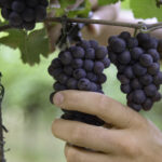 Pinot grigio delle Venezie,