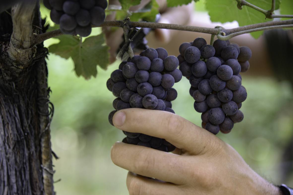 Pinot grigio delle Venezie,