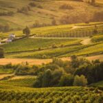 Consorzio Tutela Vini Oltrepò Pavese