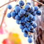 I Custodi del Lambrusco