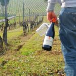 Pic-nic tra le vigne: vino e prodotti del territorio